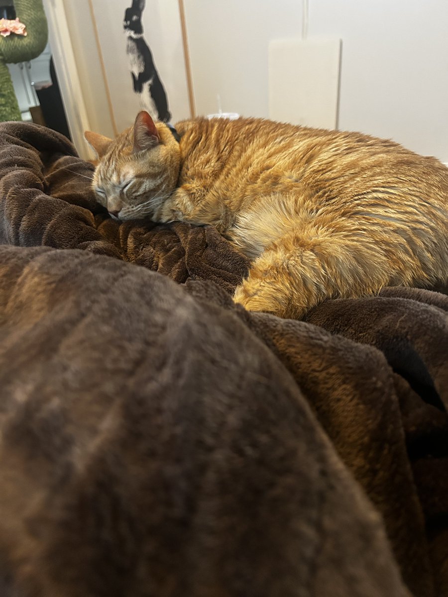 Mitchell Cox tweet media