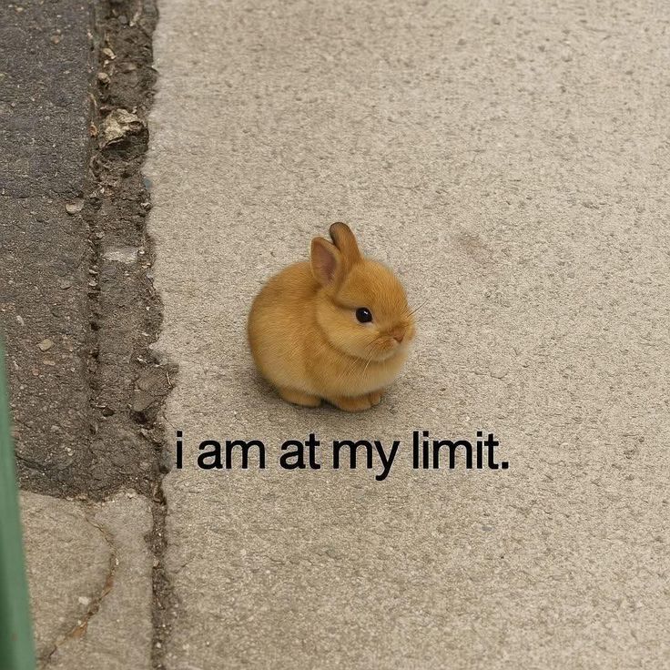 cutedreamvibes's tweet photo. https://t.co/abQ8p9z0JG