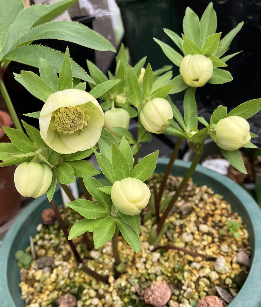 コロコロコロンとした蕾と花が 可愛い小さなセミダブルさん 花咲いて