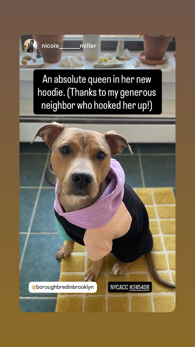NMBewitched's tweet image. Precious😍😇😍
#FridayFirstClass 
#AdoptionisaPassion 

Precious is in #ACCFoster 
Queen of her Hood 
Met new friends, a nice lady even gives her dried fish;
Of course this is the favorite neighbor✨😋😊

Yes! You can #Adopt from a #Foster 
In fact it is a brilliant way to