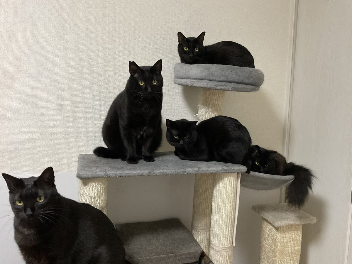 黒猫一家🐭 (@arca20220921) / Posts / X