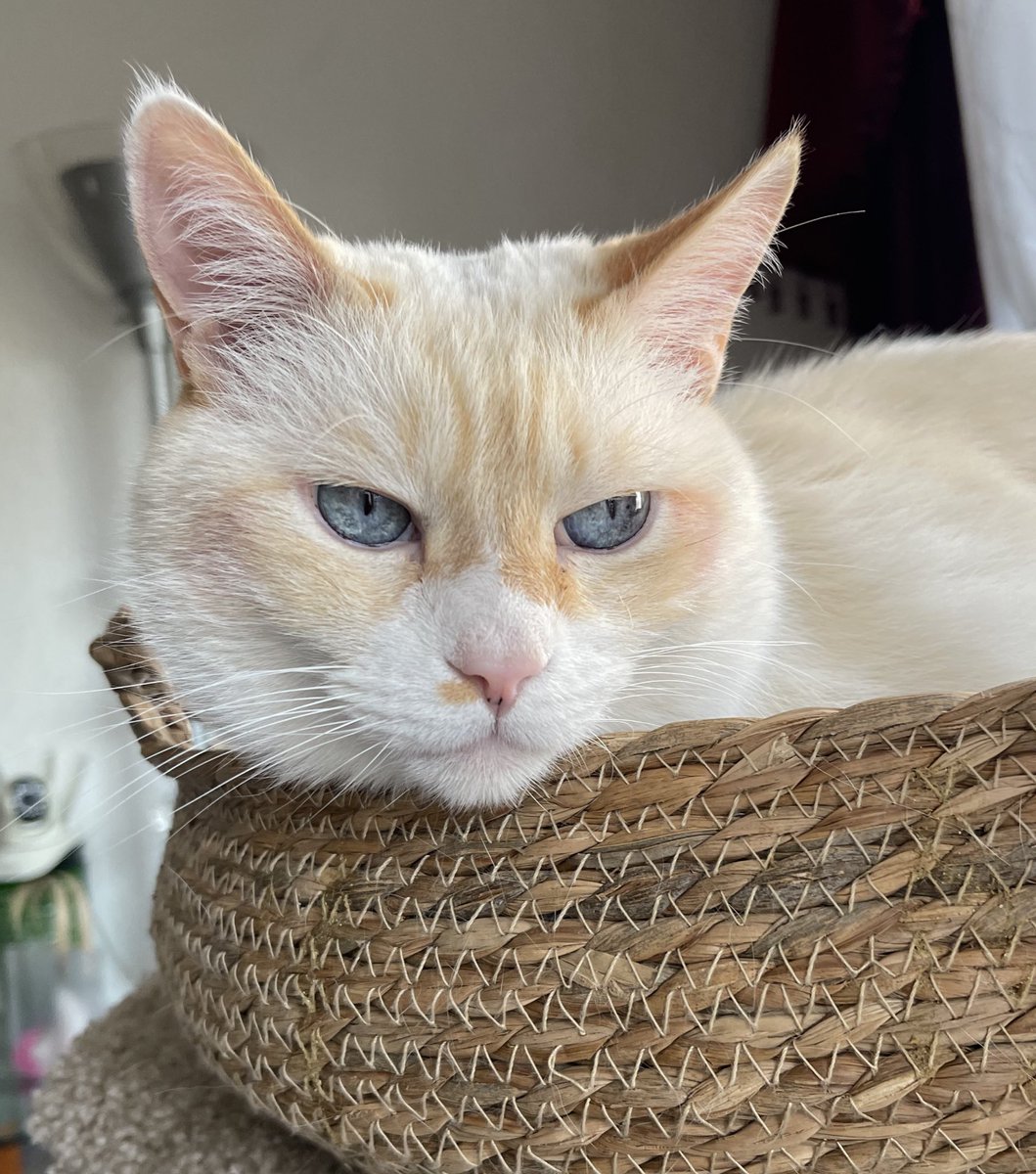 🌸Koshka Morrison Diesel💜 tweet media