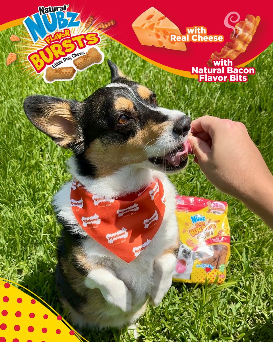 Nylabone Products tweet media