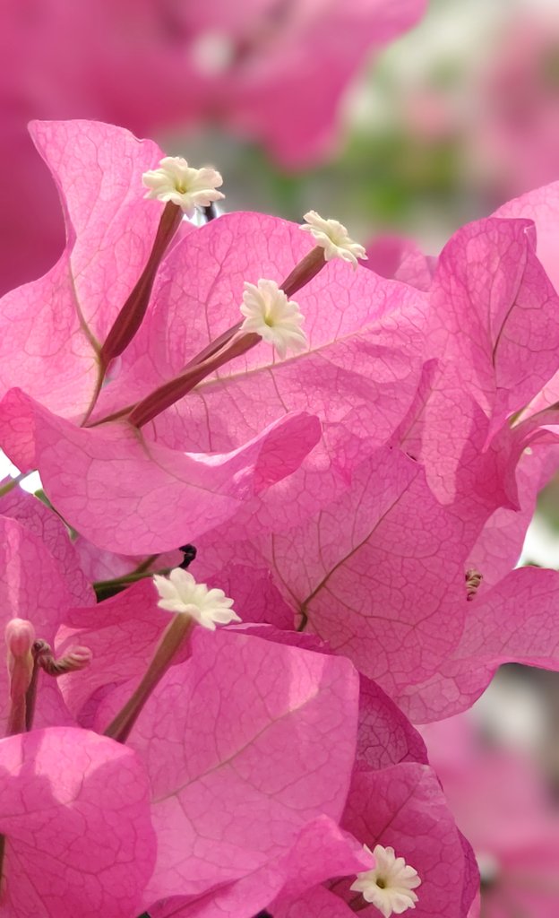 皆さま おはようございます☀

2月28日　土曜日🎎

今日の誕生日の花
「フリージア」
（アヤメ科）

花ことば
「無邪気・潔白」❣️

穏やかな1日でありますように
今月もありがとうございました🙇

※㊟写真は(ﾌﾞｰｹﾞﾝﾋﾞﾘｱ)です
#兵庫県立ﾌﾗﾜｰｾﾝﾀｰ にて 2025.7 📷