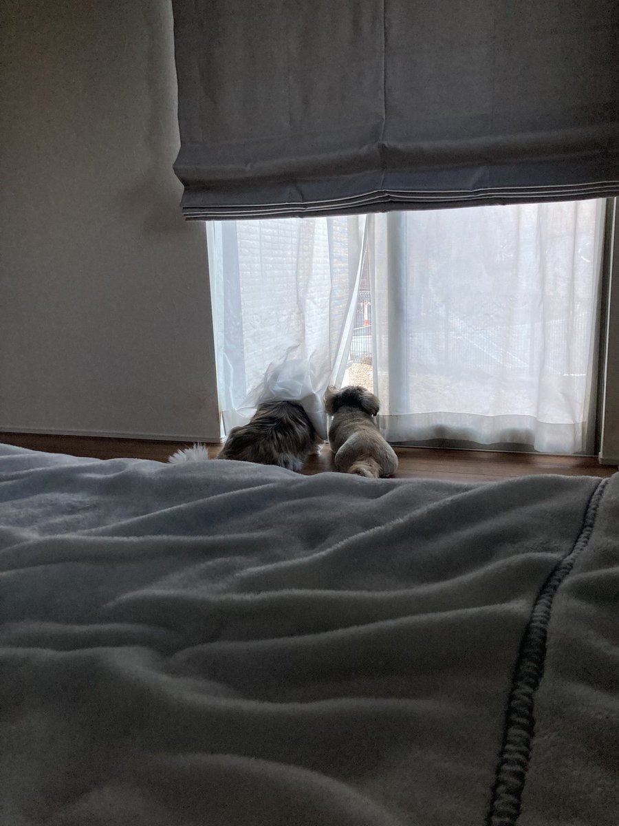 Jiroosa's tweet photo. 毎朝これで始まる…🐶 https://t.co/OefVTqca80
