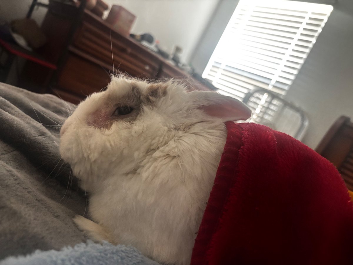 Kayyoken's tweet photo. Yeah, he loves me #rangertherabbit #smilingfriends  #BurgerKing https://t.co/g2qVeoPLJP
