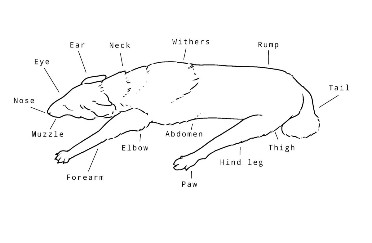 Canis_Okami's tweet photo. 大学の課題で絵を描いていて、ロンドン博物館にあるオオカミの毛皮をできるだけ忠実に再現しようとしています。描くニホンオオカミの標本はどれもとても奇妙で、まるで今までオオカミを見たことがないような気がして、どんな姿をしているのか推測しているんです。 https://t.co/xoIdaoa65A