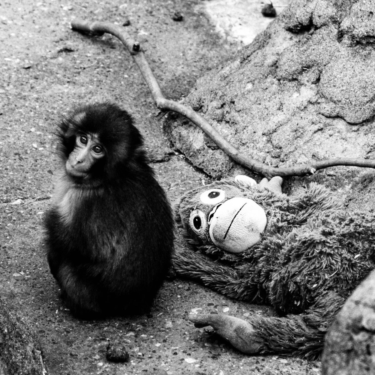 BREAKING: Punch the monkey found dead in Atlanta. 🕊️