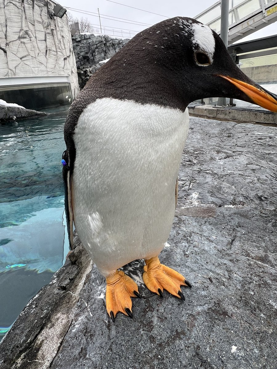 昨日のジェンツーペンギン🐧 #旭山動物園 #asahiyamazoo #ジェンツー