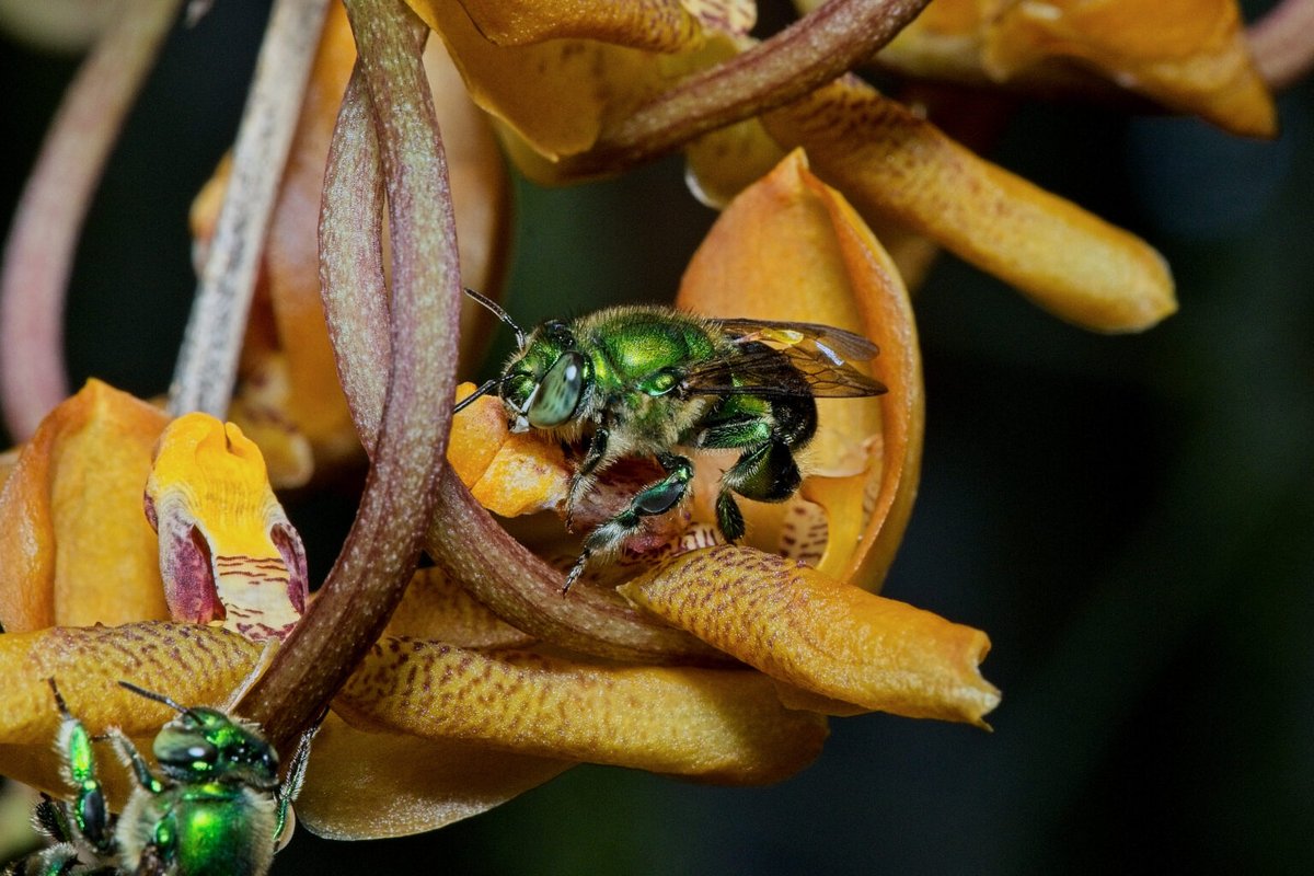 AristeguiOnline's tweet photo. El investigador Miguel Ángel Lozano Rodríguez, del Centro de Investigaciones Tropicales de la Universidad Veracruzana, identificó por primera vez al polinizador nativo de la vainilla en México: las llamadas “abejas de las orquídeas”.

Conoce todos los detalles de este enigma botánico en #NaturalezaAristegui https://t.co/GYVvI2LRHH