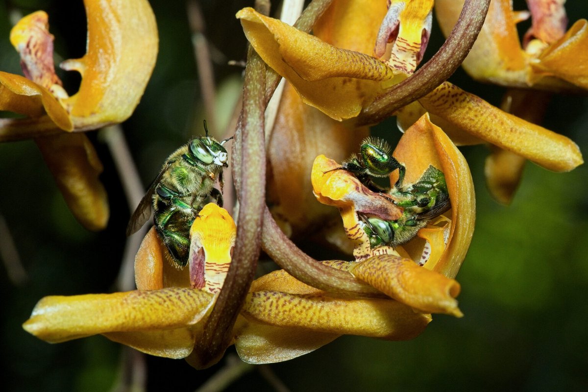 AristeguiOnline's tweet photo. El investigador Miguel Ángel Lozano Rodríguez, del Centro de Investigaciones Tropicales de la Universidad Veracruzana, identificó por primera vez al polinizador nativo de la vainilla en México: las llamadas “abejas de las orquídeas”.

Conoce todos los detalles de este enigma botánico en #NaturalezaAristegui https://t.co/GYVvI2LRHH