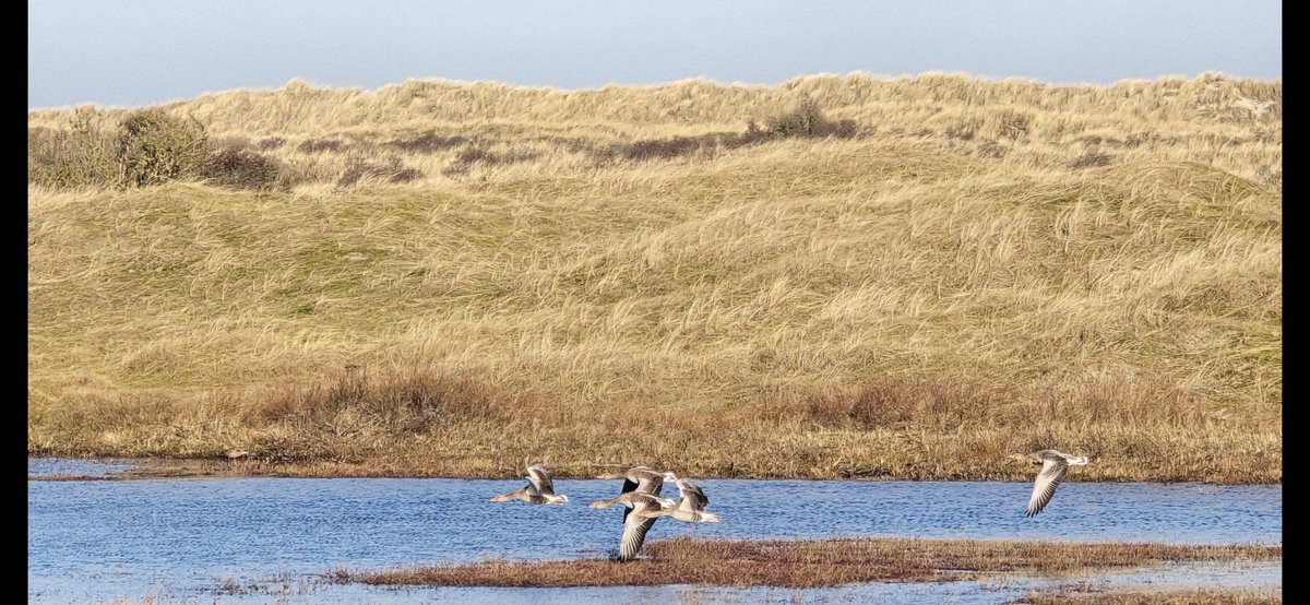 Simon Westerhof tweet media