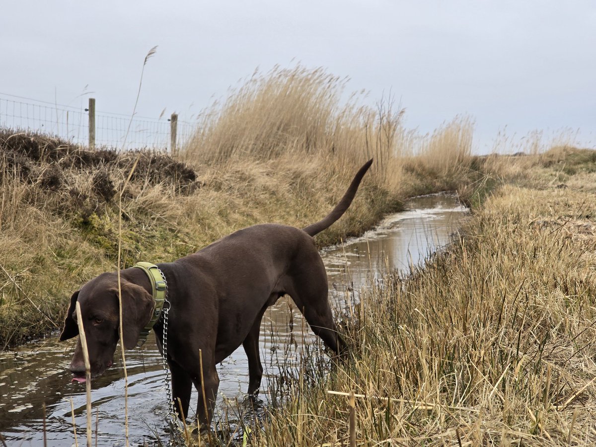 Simon Westerhof tweet media