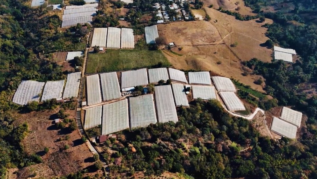 ¿Y cómo luce una zona productora?, pues así… 📸

Tenemos 128 zonas productoras 🙌🏻, 
con cultivos a cielo abierto, usando semillas de alto rendimiento y genética especializada; combinando siembra en estructuras con ambientes protegidos, maquinaria agrícola y tecnología de punta.