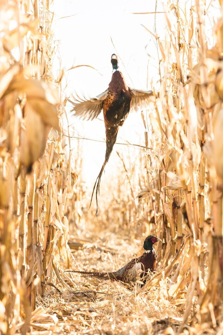 The Great Wild tweet media