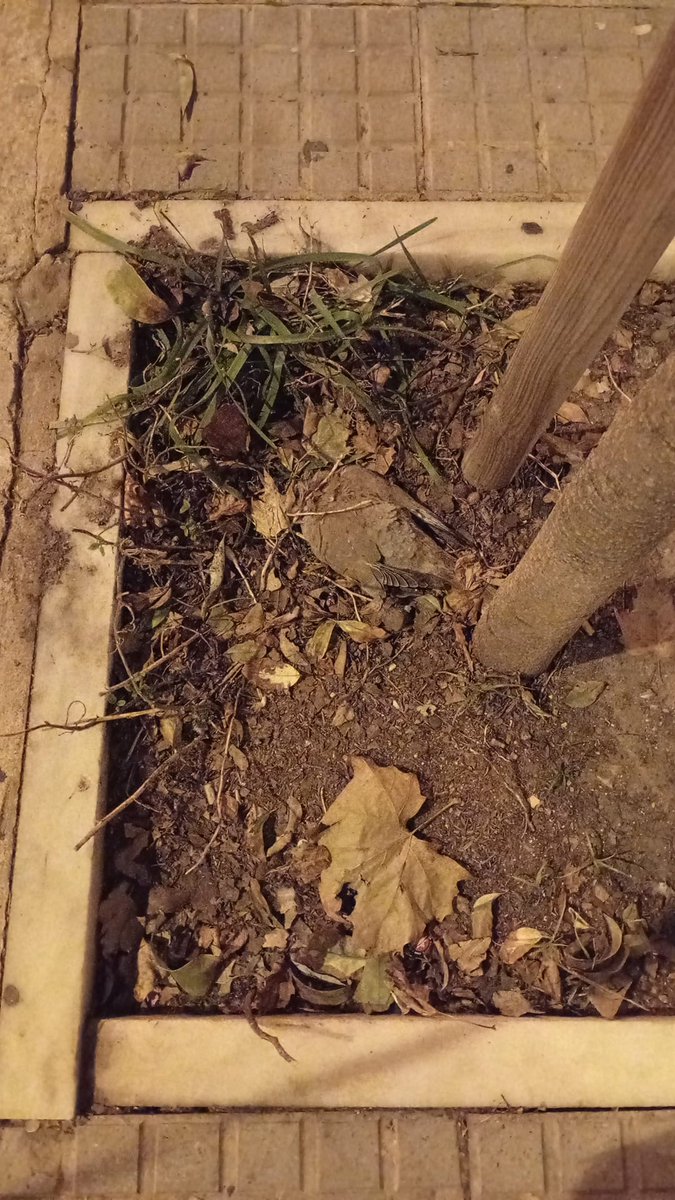 JoseModales's tweet photo. 8 día lleva er polluelo ahí @jctbcdz @ValorizaSM @LimpiamosCadiz si se le pierde la cartera a arguien en la zona al único que no pueden curpá es ar barrendero porque vē meno que pepeleche https://t.co/Dvc7YLKs6P