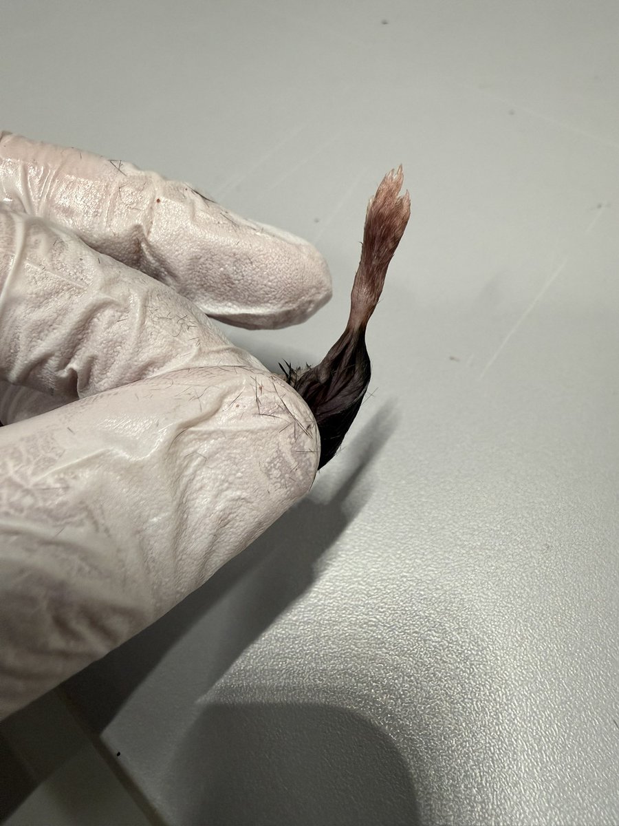 لاگاوولین ۱۶ 🥃 tweet media