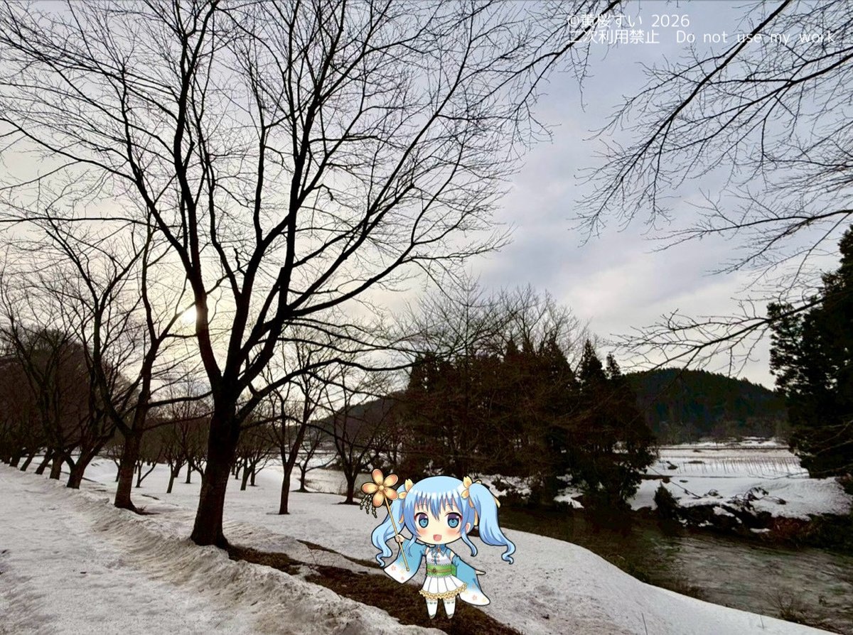 黄桜すい【公式】 tweet media