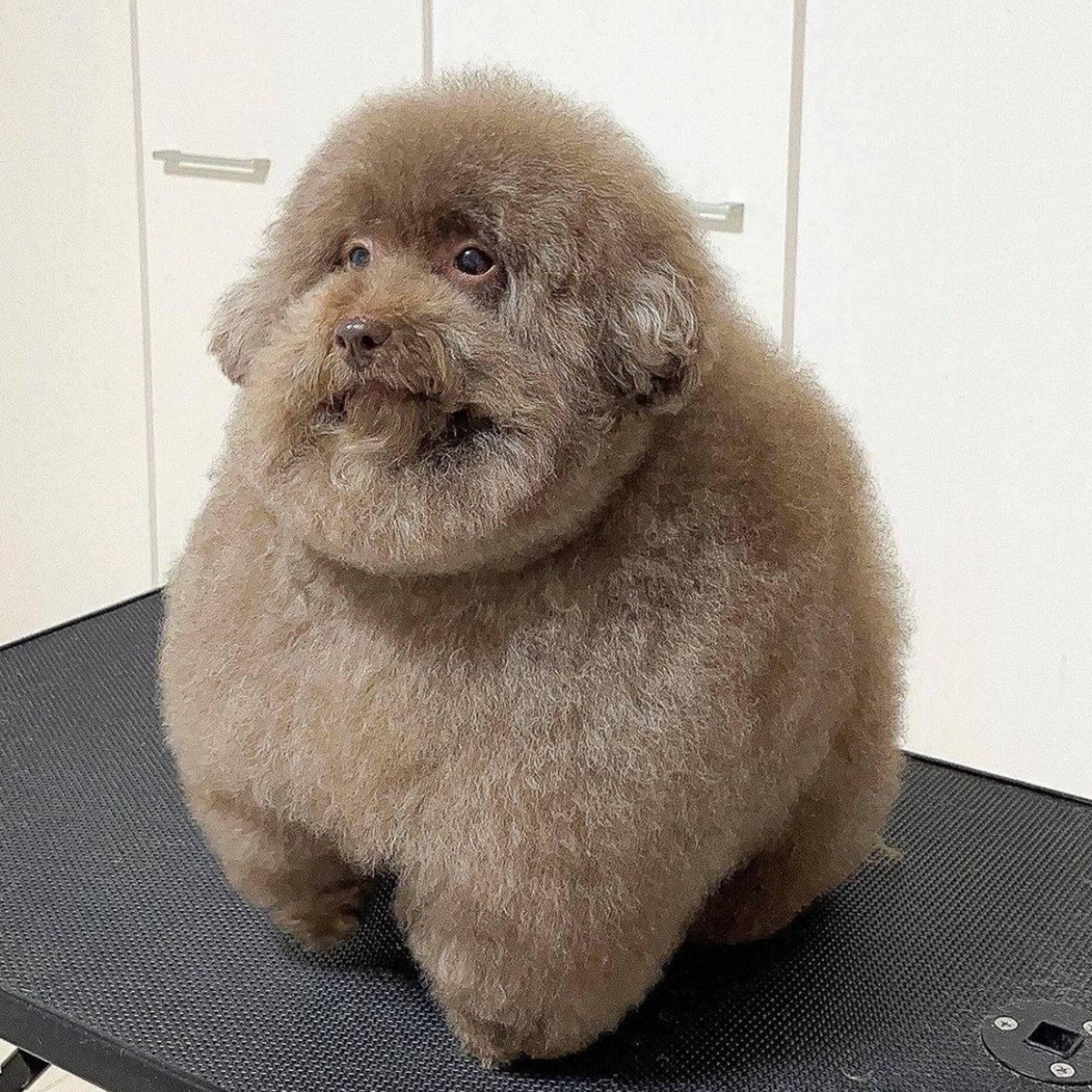 Lost Internet tweet media