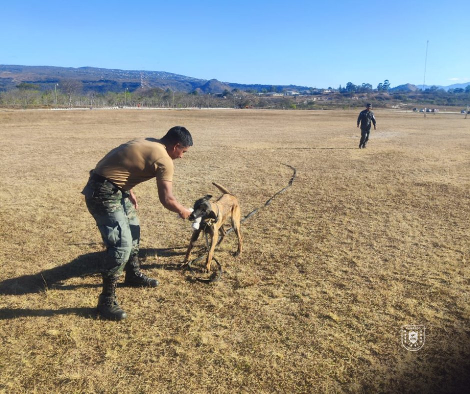 PMOPHN's tweet photo. #AdiestramientoCaninoPMOP | Fortaleciendo las capacidades operativas desde la etapa inicial.

Las @FFAAHN a través de la Policía Militar del Orden Público (#1BCPMOP), desarrollan ejercicios de lanzamiento en el campo de fútbol de la PMOP con los cachorros de la Unidad Canina, como parte fundamental de su proceso de formación y acondicionamiento operativo.