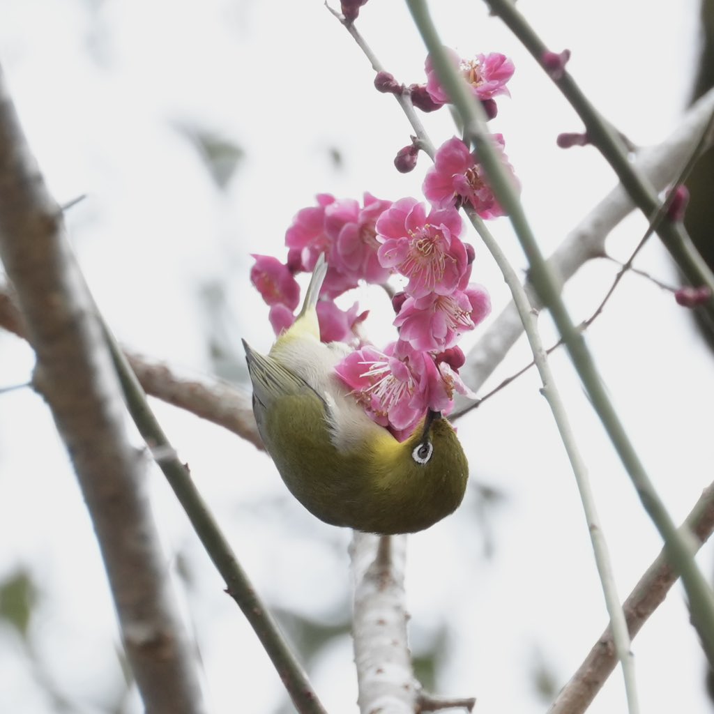 ウメジロー
今年もこの季節がやってきた。
かわいい💕
#メジロ　#ウメジロー  #野鳥撮影