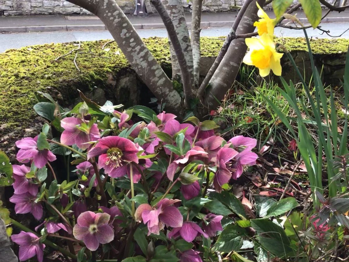 jobutlerthomas's tweet photo. #AlphabetChallenge #WeekHForHs.   Hellibore.   The last hurrah for the   Heartwarming winterwonder.     #weekendgarden https://t.co/2PkYlAK5f9