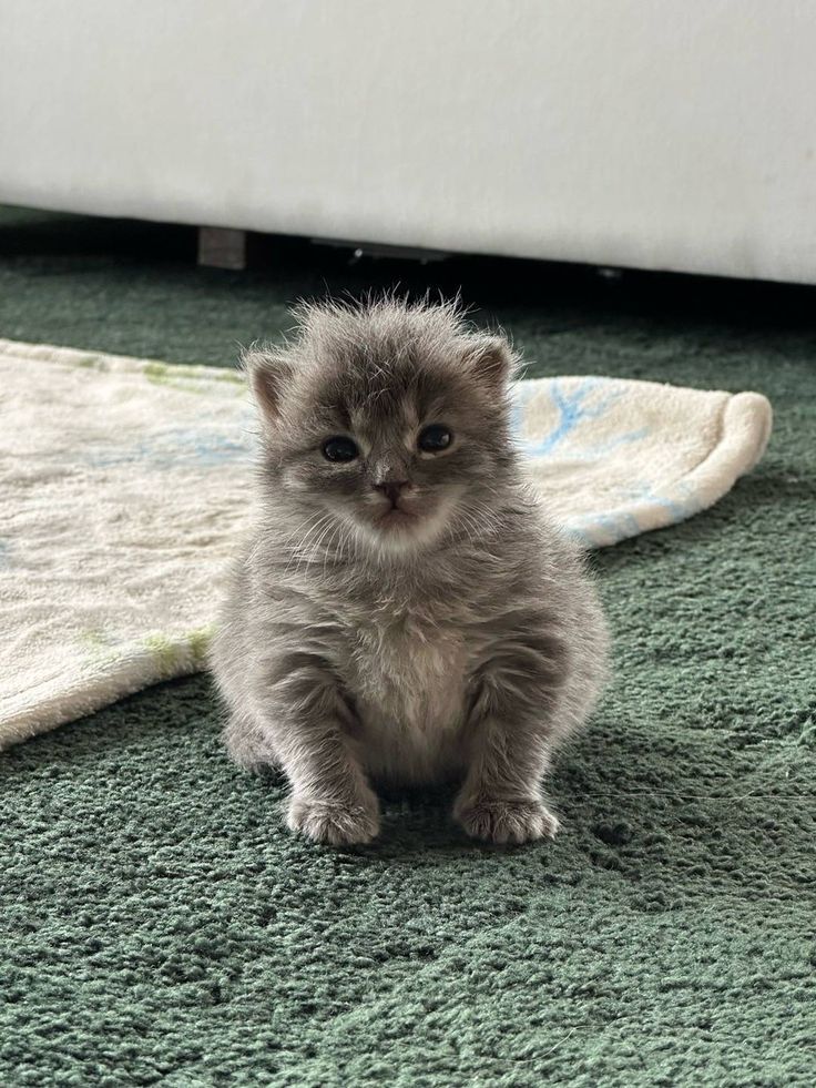 Why you should have a cat tweet media