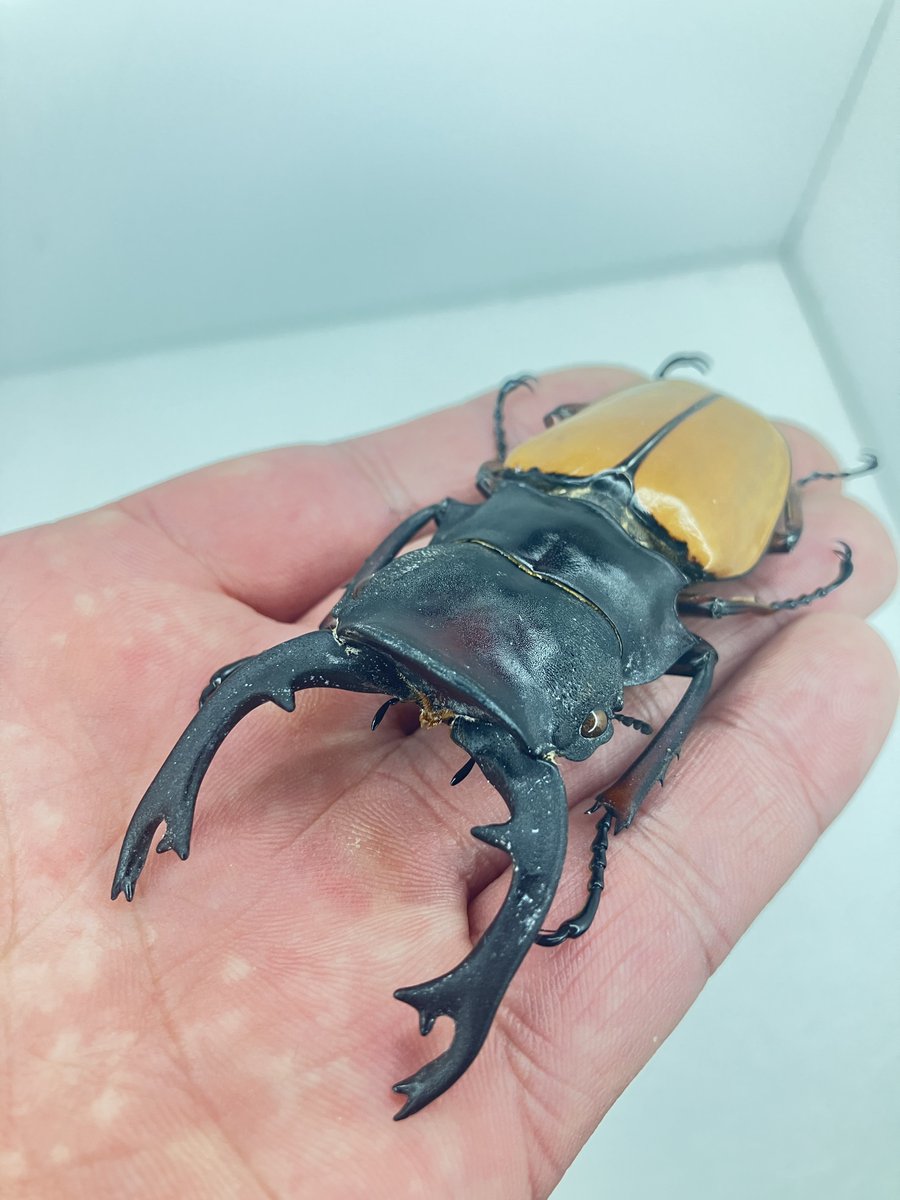 Odontolabis femoralis waterstradti フェモラリスツヤクワガタ亜種