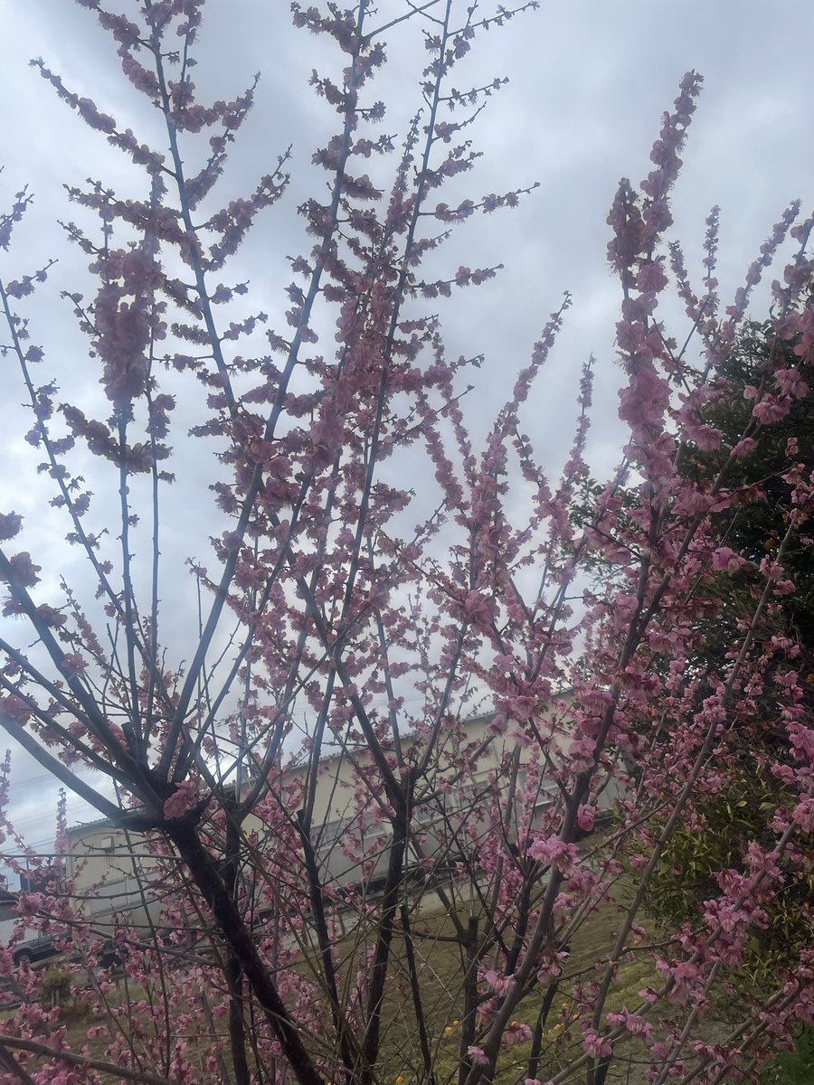 ♬梅は咲いたか 桜はまだかいな🌸

#イマソラ