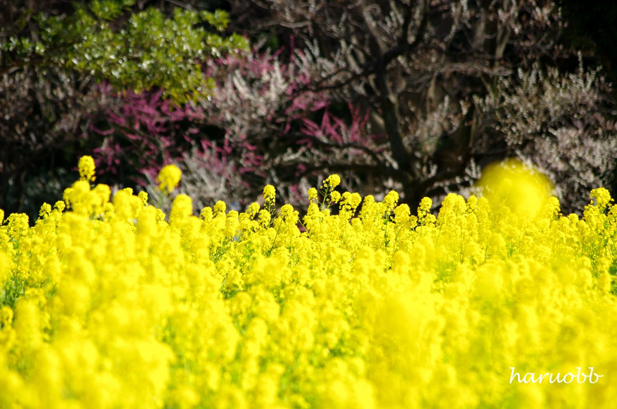 haruobb's tweet photo. 本日で2月最終日。
こんな写真が撮れるといいね。
菜の花と梅のコラボレーション。

#花 #花言葉 #LanguageOfFlowers
#菜の花  #ナノハナ 
#RapeFlower #RapeseedBlossom
#自然 #Nature 
#flower #植物 #自然
#写真 #Photo　
#写真好きな人と繋がりたい
#写真撮ってる人と繋りたい
#カメラ好きな人と繋がりたい #カメラ
#カメラ女子 #カメラ男子 #カメラ初心者
#写真好きな人と繋がりたい
#写真で伝えたい私の世界
#写真が好き #写真は心のシャッター
#写真で伝えたい私の世界
#写真散歩