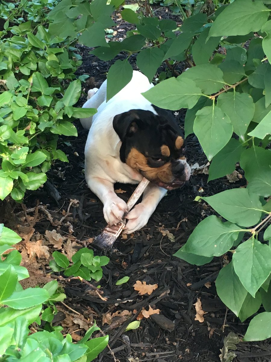 GeoffNason_'s tweet photo. @Bulldogwgr Luci gets into too much mischief to even contemplate that. https://t.co/3Jv3Trk9UW