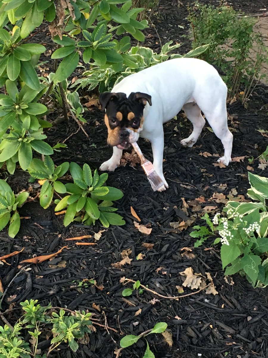GeoffNason_'s tweet photo. @Bulldogwgr Luci gets into too much mischief to even contemplate that. https://t.co/3Jv3Trk9UW