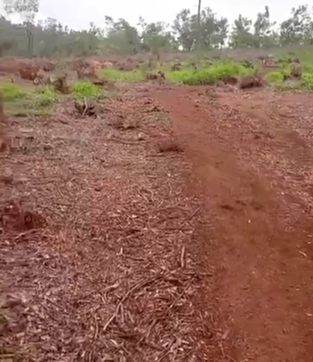 Karura forest before Ruto vs under Ruto.

Everything that he touches surely dies.