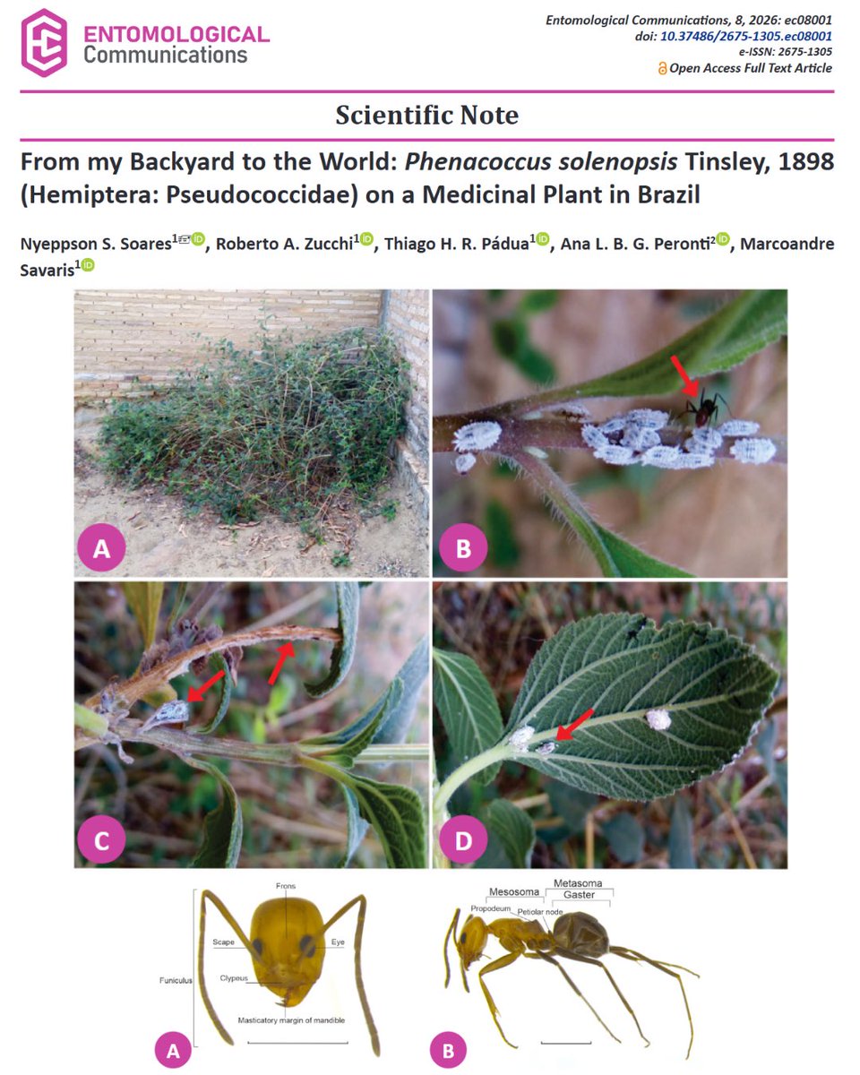 Entomological Communications tweet media