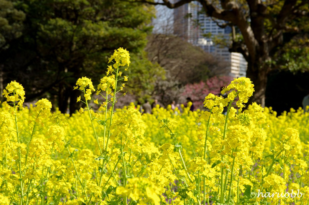 haruobb's tweet photo. 本日で2月最終日。
こんな写真が撮れるといいね。
菜の花と梅のコラボレーション。

#花 #花言葉 #LanguageOfFlowers
#菜の花  #ナノハナ 
#RapeFlower #RapeseedBlossom
#自然 #Nature 
#flower #植物 #自然
#写真 #Photo　
#写真好きな人と繋がりたい
#写真撮ってる人と繋りたい
#カメラ好きな人と繋がりたい #カメラ
#カメラ女子 #カメラ男子 #カメラ初心者
#写真好きな人と繋がりたい
#写真で伝えたい私の世界
#写真が好き #写真は心のシャッター
#写真で伝えたい私の世界
#写真散歩