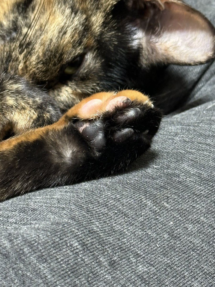 猫好きさんは肉球好きさんであってる？？ つなちゃんの肉球はアポロ