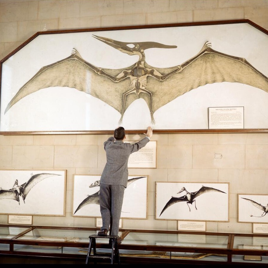 American Museum of Natural History tweet media