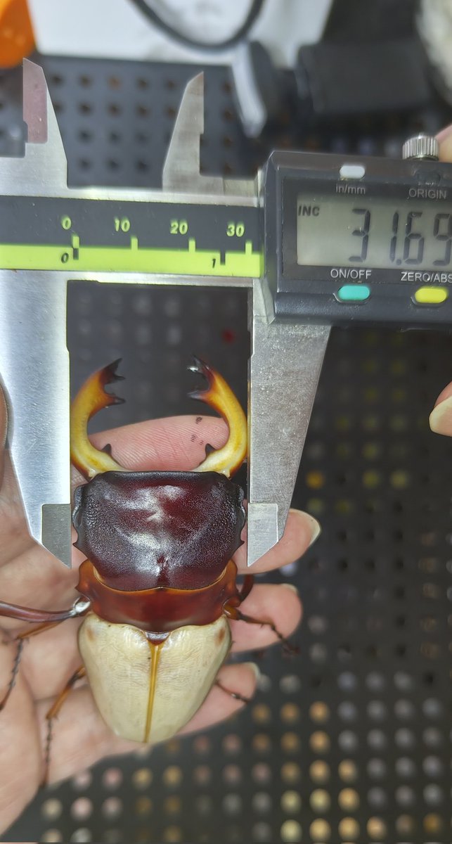 かぶぶくわわ (@mushi_lowkun) / Posts / X