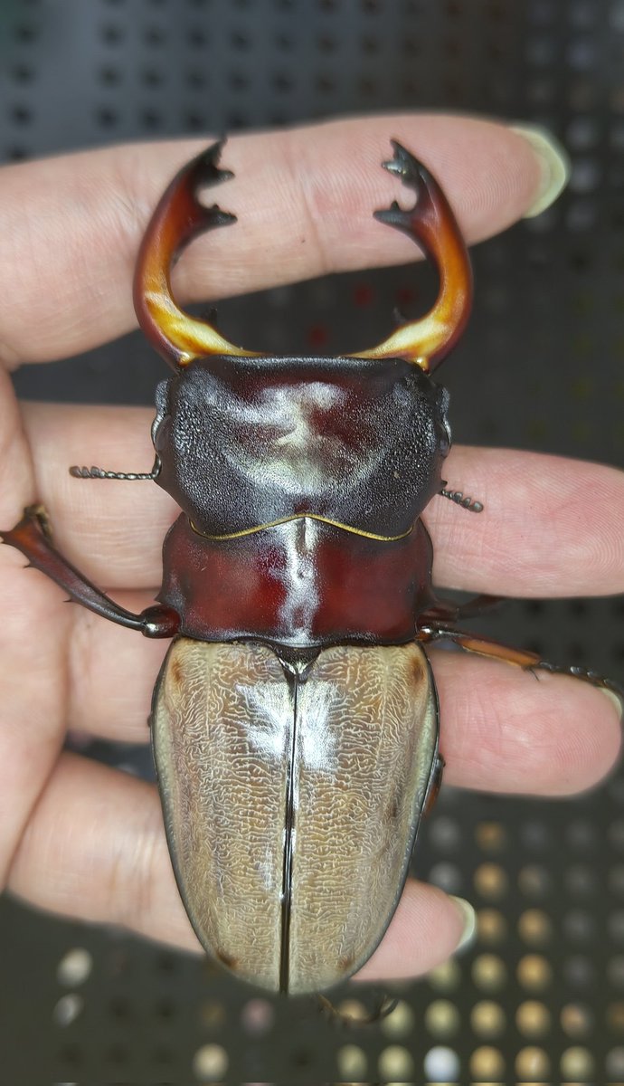 かぶぶくわわ (@mushi_lowkun) / Posts / X