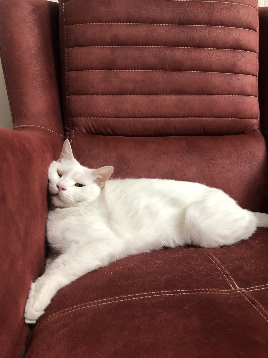 امشب بیشتر از همیشه غمم زیاده و دلتنگم 
بنا به شرایطی نتونستیم لونا را نگه داریم و یک جایی براش پیدا و امروز با دخترک جابجاش کردم 😞
بماند که خداحافظی ازش چقدر سخت بود و دخترک کلی کریه کرد خودمم قلبم فشرده میشه و دلتنگشم 😢💔😔
خدا پشت و پناهت ملکه برفی ❤️