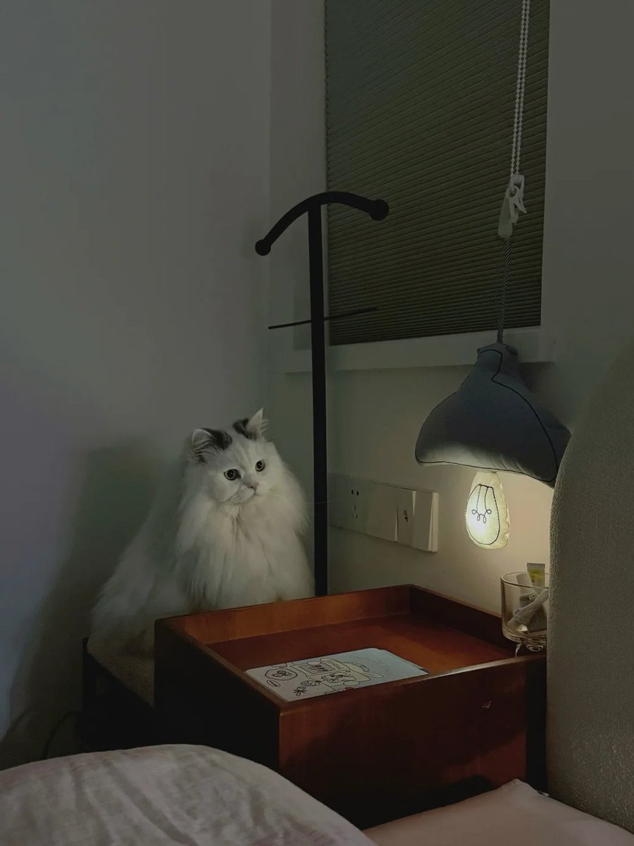 My_livingnotes's tweet photo. Serene moments with a curious companion🐾 https://t.co/cLSroBclMD
