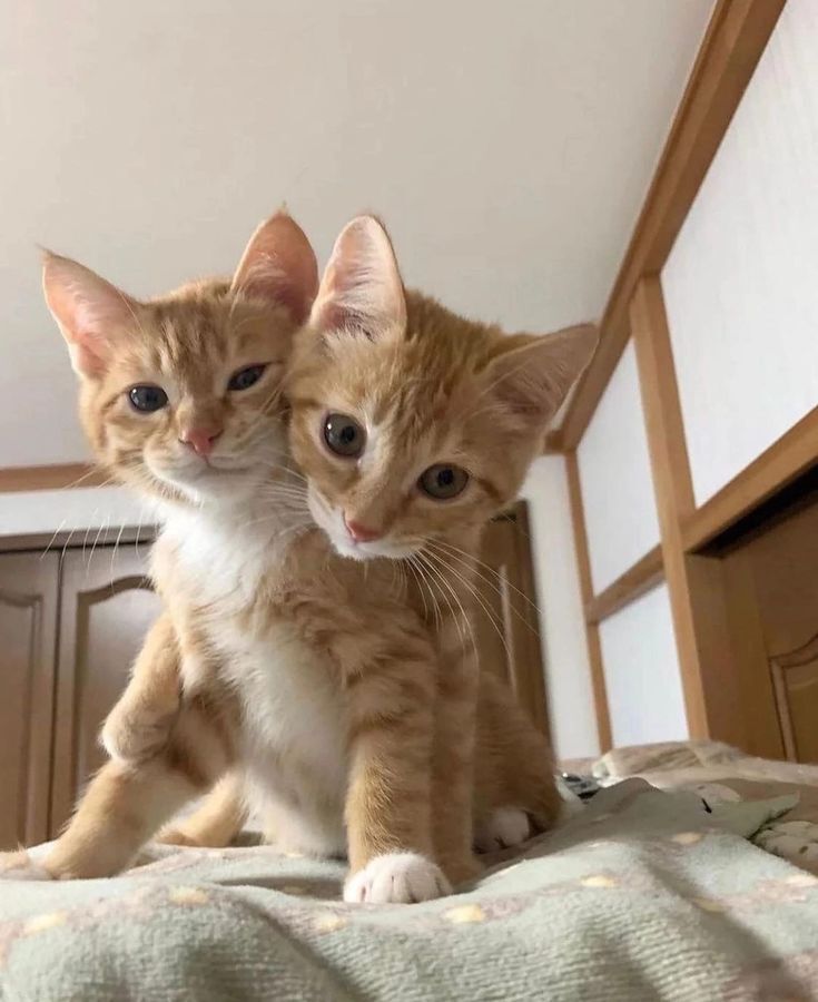 PostsOfCats's tweet photo. https://t.co/edVxftF1VJ