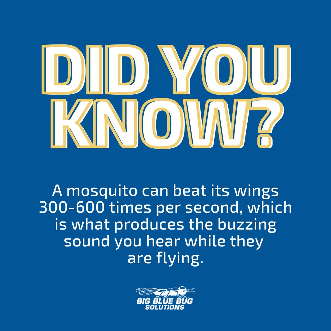 Big Blue Bug tweet media