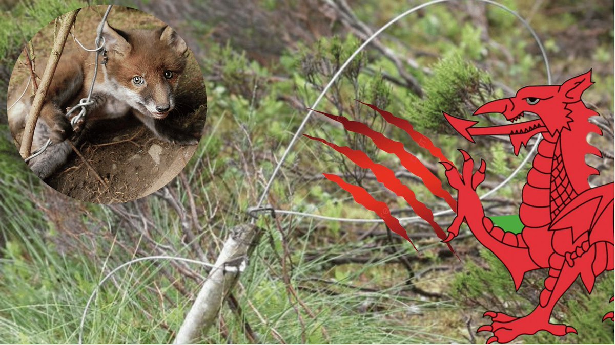 Protect the Wild tweet media