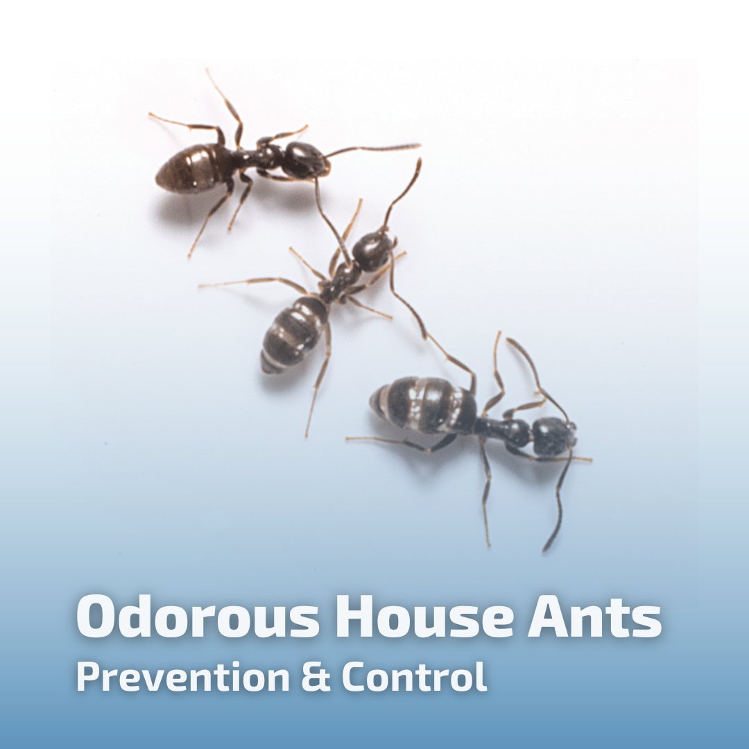 Big Blue Bug tweet media