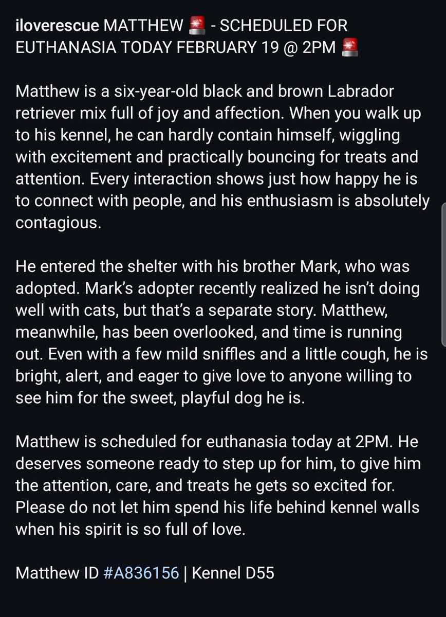 8415_n's tweet image. MATTHEW #A836156
6yo.#labrador mix #labrescue #labradorrescue 
He's full of life &amp;amp; joy, craving attention &amp;amp; affection, happily greeting visitors coming to see him.
#Devore #SanBernardino #socal #norcal #pnw
#PLEDGE
#FOSTER @ NO cost‼
#ADOPT anywhere 🇺🇲
👇
instagram.com/reel/DU38Mn3Ep…