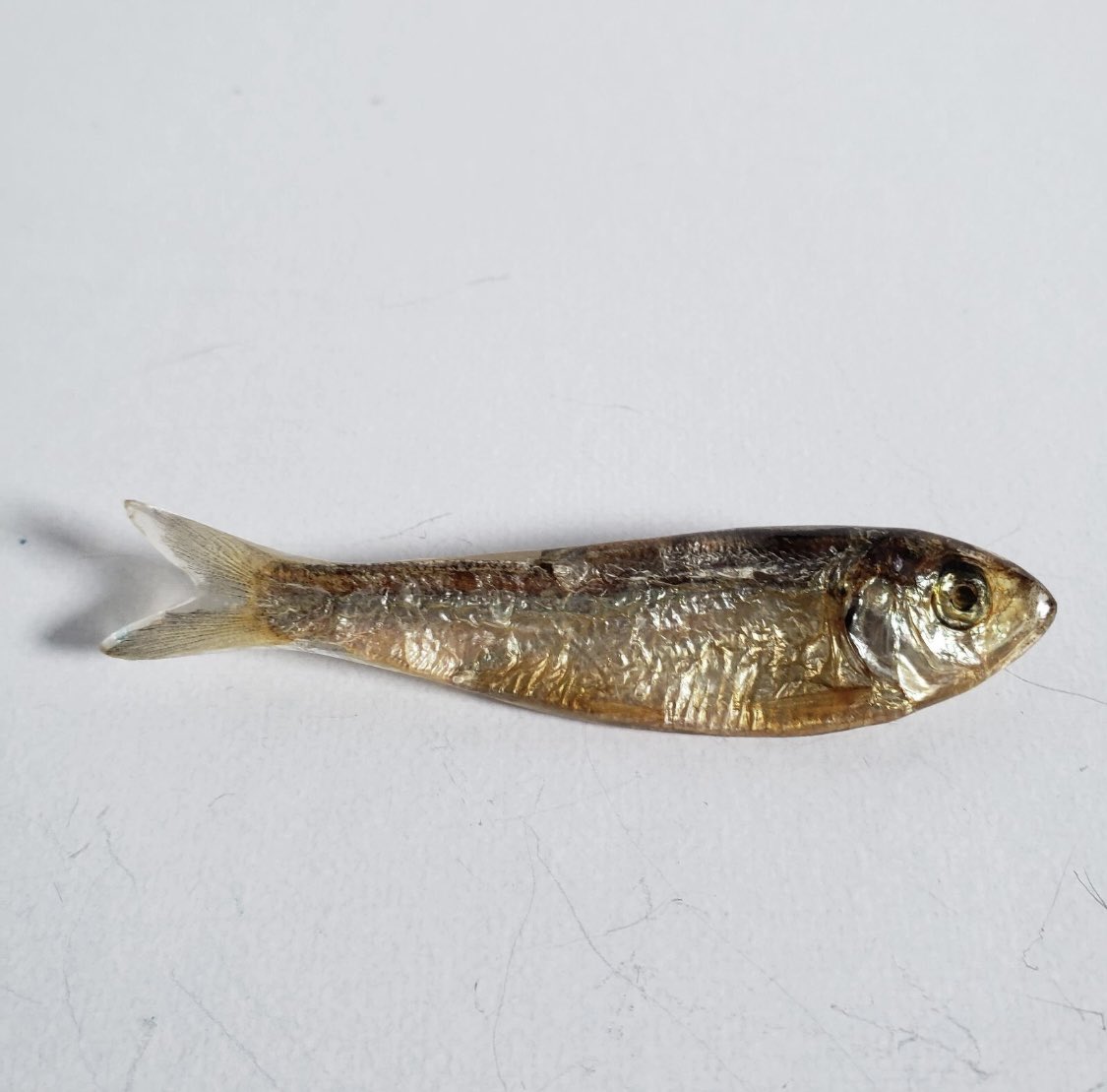 affogato45's tweet photo. need the Ken Loeber minnow brooch https://t.co/hLSXhwyimn