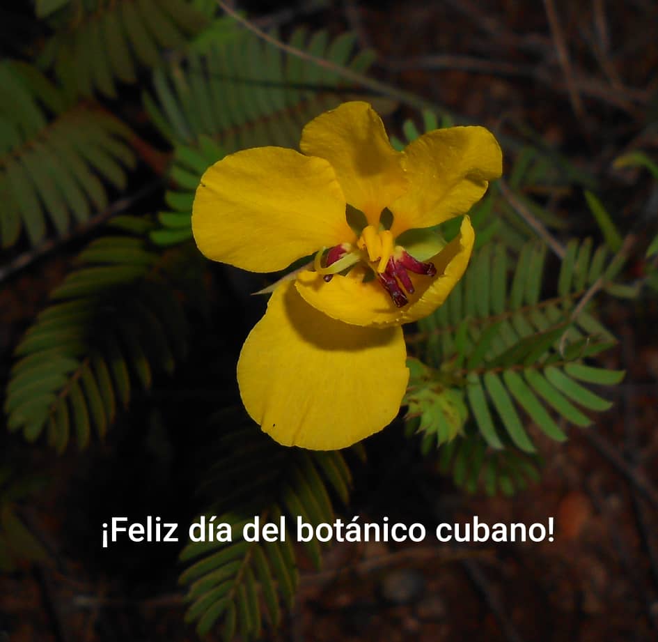 Felicidades un merecido reconocimiento a nuestros Botánicos desde <a href="/CitmaPinar/">Comunicadora CitmaPinar</a>  en especial  a los de #PinardelRío y de <a href="/Ecovida_Pinar/">ECOVIDA</a> defensores de la conservación de nuestra flora. #CienciaCubana <a href="/citmacuba/">Ministerio de Ciencia, Tecnología y Medio Ambiente</a>