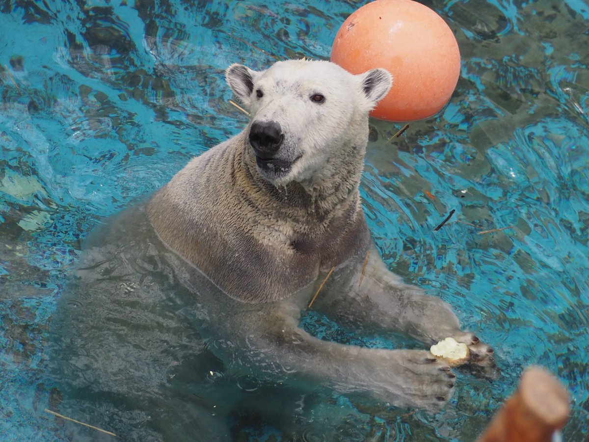 りんご🍎を大事に抱えるホウちゃんで
おはようございます

2026.2.27
#ホウちゃん #ホッキョクグマ #天王寺動物園