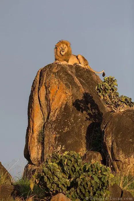 The Real Lion King